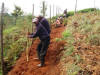 Planting security foilage