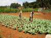 Thuo & Kariuki working in the garden