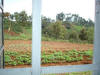 View of the garden from the kitchen