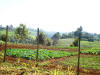 The shamba in July, 2008
