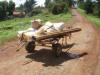 Donkey pulling cart-back view