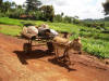 Donkey pulling cart loaded with cargo