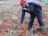Kariuki showing avocado tree